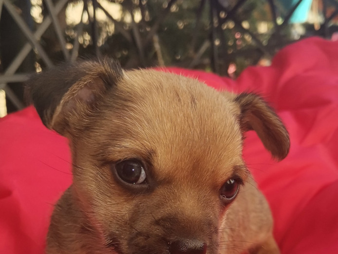 Chihuahua boy for sale 