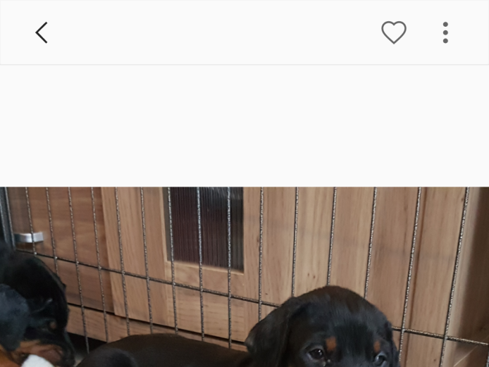 13 Gorgeous Dobermann Puppies KC Registered 