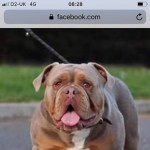 old english bull dog for sale 