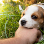  **Ready Now** Beautiful Beagle Pups Boys and Girls