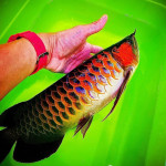 Top quality Grade AAA Asian Arowana fishes for sale 