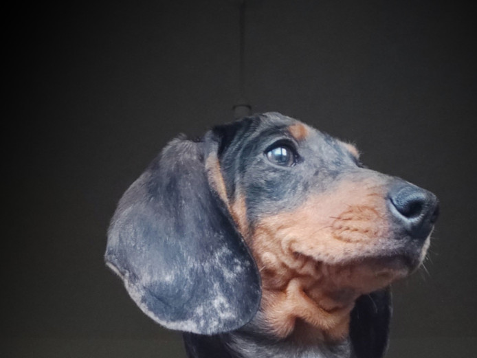 dachshund girl 5 months