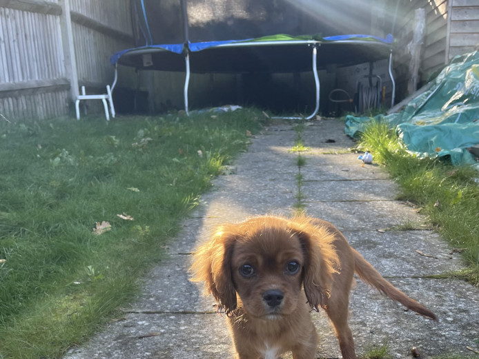 Puppy Cavalier King Charles Spaniel for sale 