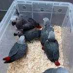 Talking african grey parrots for sale