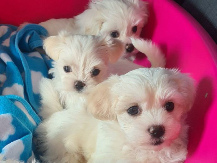 KC Registered   Pure Maltese puppies ready 