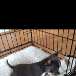 KC registered Smooth coat chihuahuas