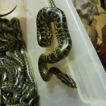 Yellow Anaconda CB18 x1 - x29 For Sale