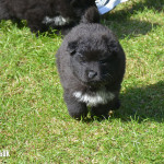 Chow Chow X Samoyed puppies for sale