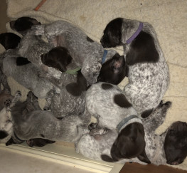 Pets  - German Shorthaired Pointer - puppies