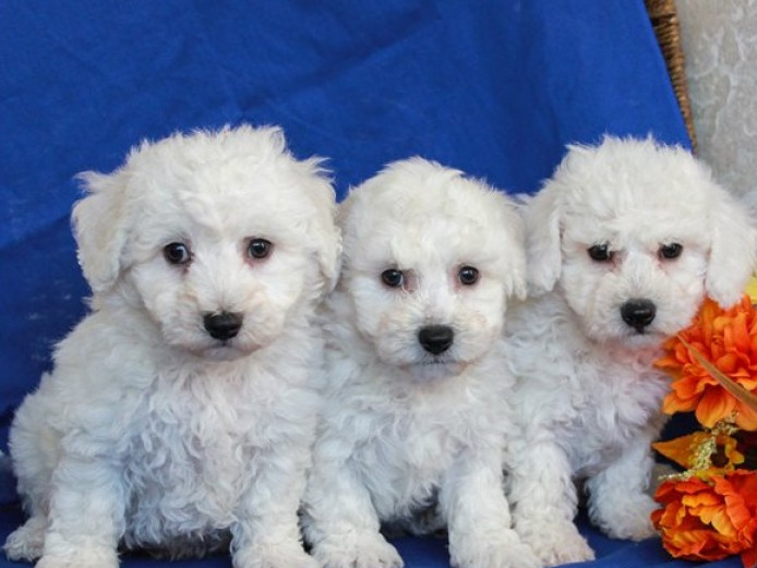 Gorgeous Bichon Frise puppies