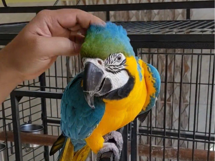 Blue & Gold Macaw for sale due to my ill health