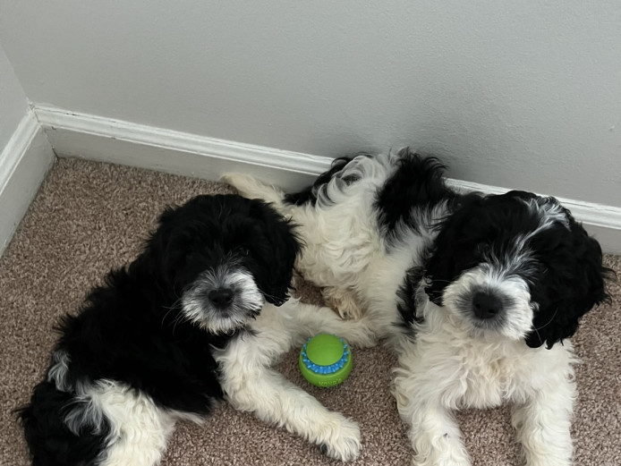 Portuguese Water Dog/Poodle mix puppies for sale!