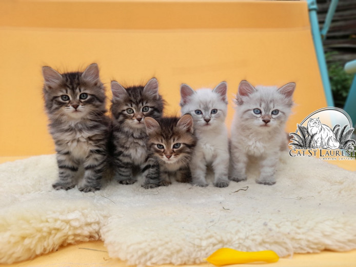 Siberian kittens / Neva masqerade pedigree kittens