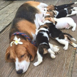 Adorable beagle puppies looking for their forever homes 