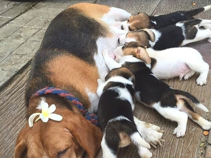 Adorable beagle puppies looking for their forever homes 