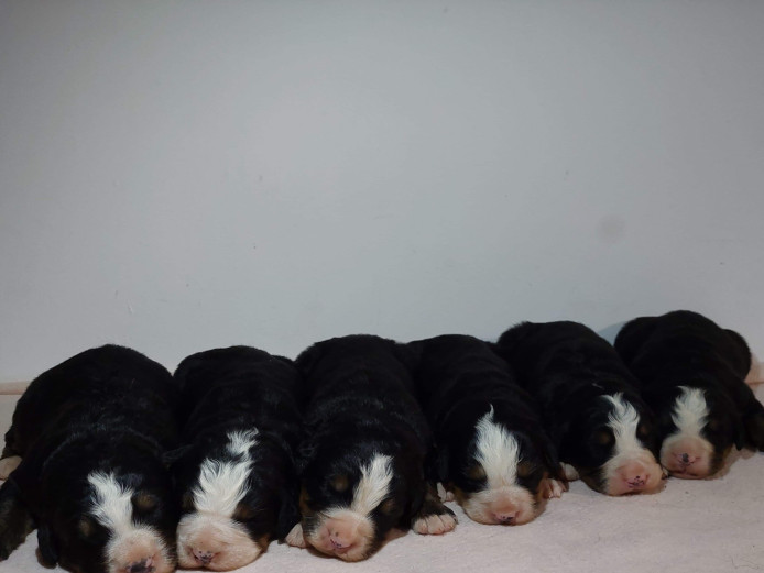 3 Bernese female pups for sale