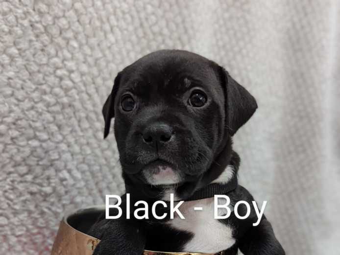 Staffordshire bull terrier pups for sale 