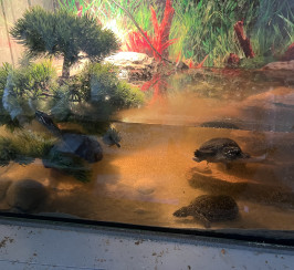 4 turtles ???? plus 2 loaches and food