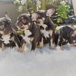 CHOCOLATE AND TAN FRENCH BULLDOG PUPPIES READY NOW 