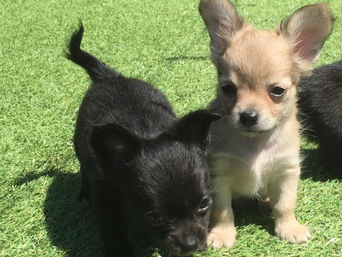 chihuahua puppies for sale (long haired)great pedigree gorgeous