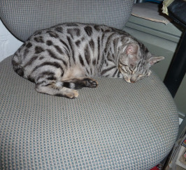 Female Silver Bengal Cat