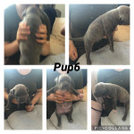 Xlbully puppy for sale 