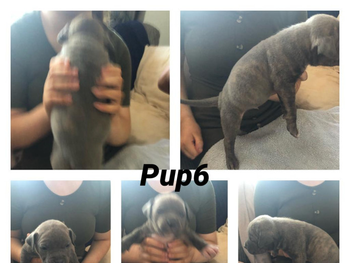 Xlbully puppy for sale 
