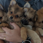 Pomeranian Puppies ready now