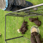 Beautiful Chocolate Cocker Spaniel puppies for sale