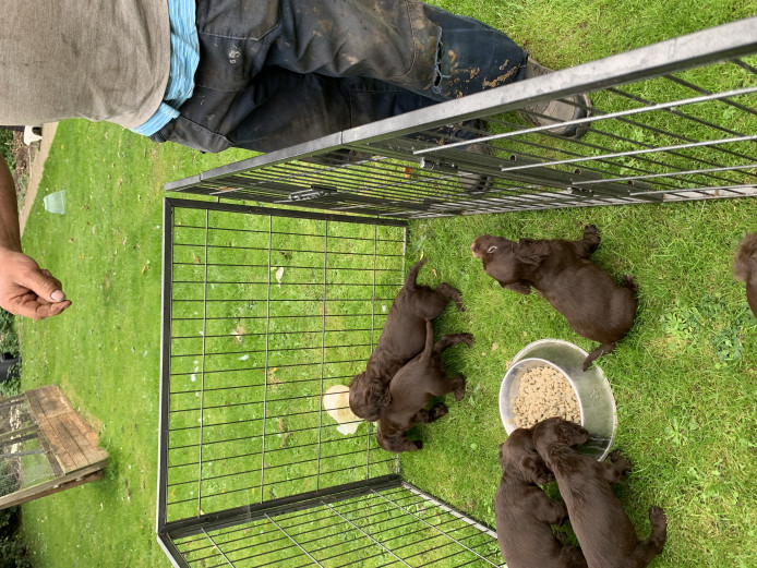 Beautiful Chocolate Cocker Spaniel puppies for sale