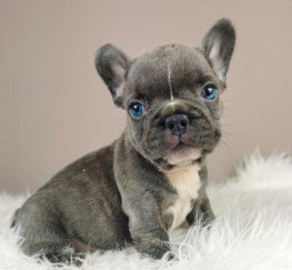 Pets  - French Bulldog Blue Eyes