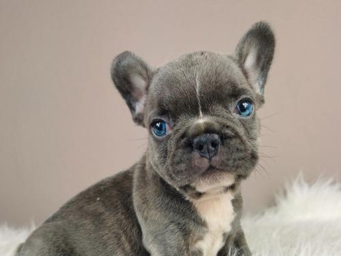 French Bulldog Blue Eyes