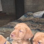 Fox red Labrador puppies for sale 