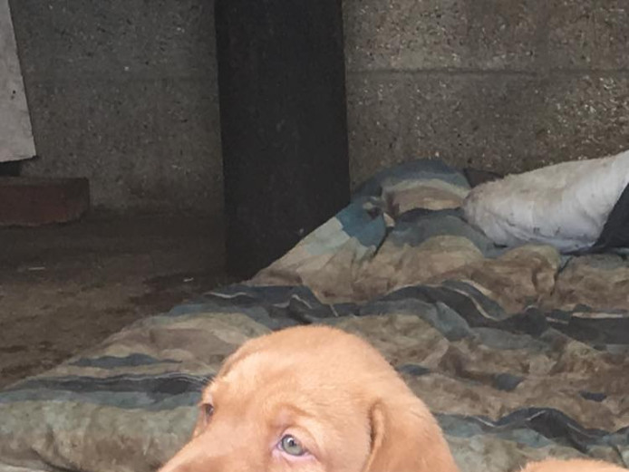 Fox red Labrador puppies for sale 