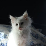 My fully pedigreed Norwegian Forest kittens are available.