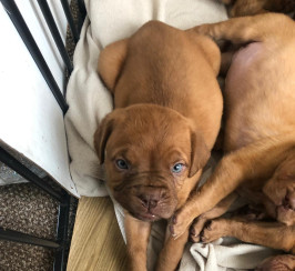 Pups for sale