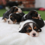 Cute Beagle Puppies for good homes