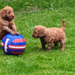 F1 Red Male Cockapoo Puppies