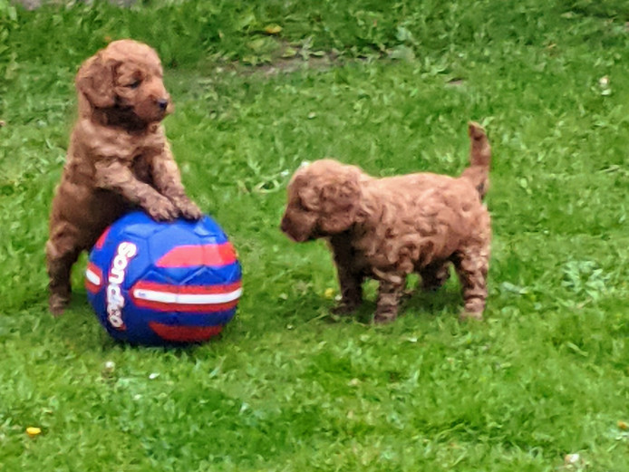 F1 Red Male Cockapoo Puppies