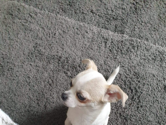 Stunning pure breed Chihuahua