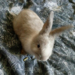 8 week old baby rabbits for sale