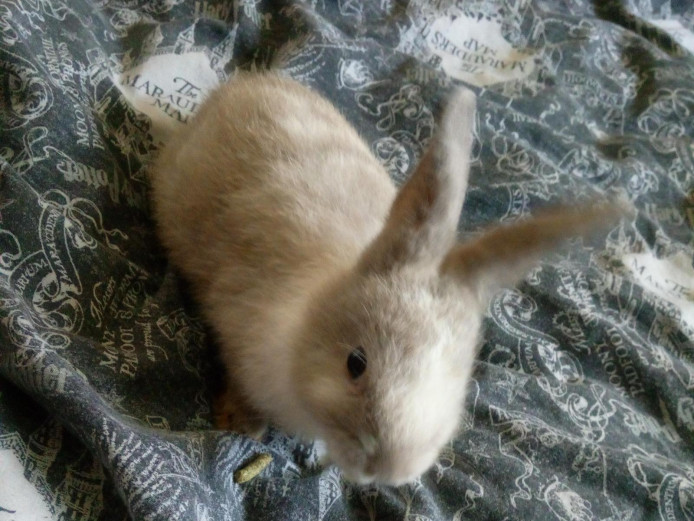 8 week old baby rabbits for sale