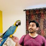 Tamed Gold & Blue Macaw For Sale ASAP