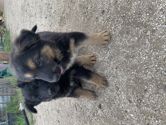 KC Reg German Shepherd pups for sale