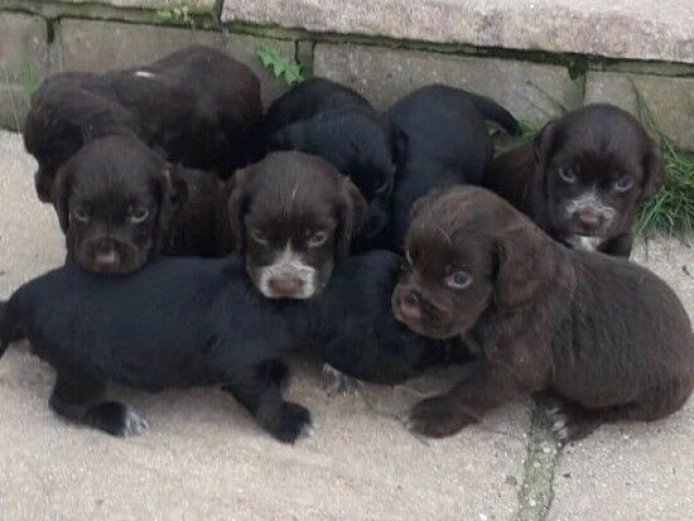 Registered Show Cocker Spaniel Puppies for sale