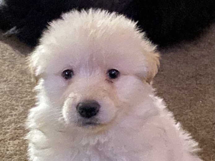 Unusual Beautiful white puppies looking for 5 star homes