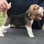 Amazing Beagle pups