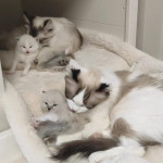 Beautiful Ragdoll Kittens for sale 