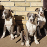 Three female Staffordshire Bull Terriers puppies for sale