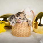 Adorable Bengal kittens for sale